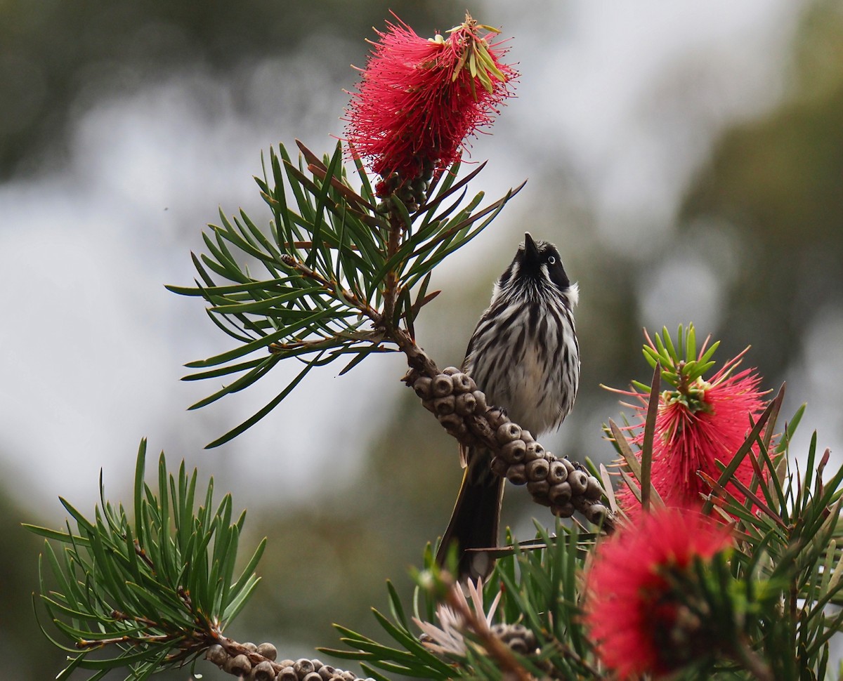 New Holland Honeyeater - ML189334421