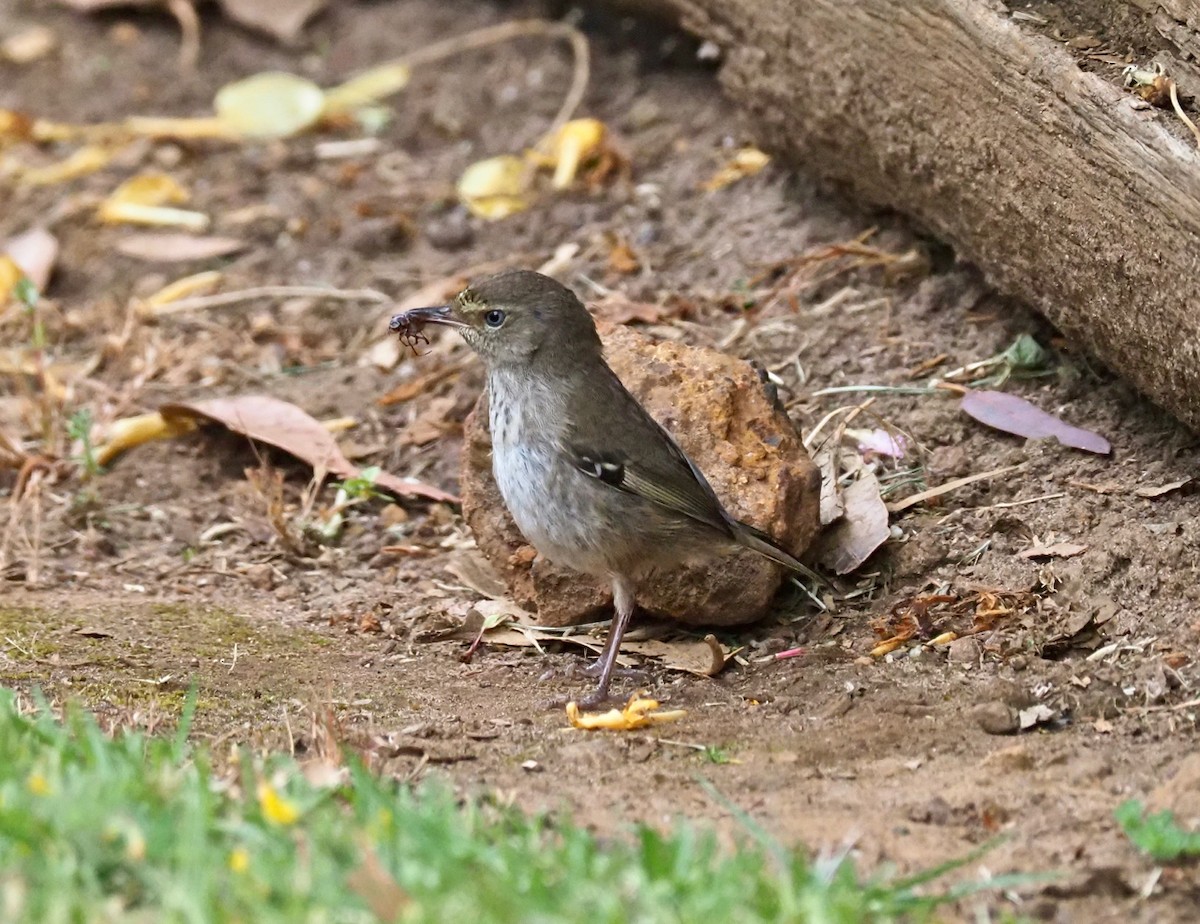 Spotted Scrubwren - ML189334481