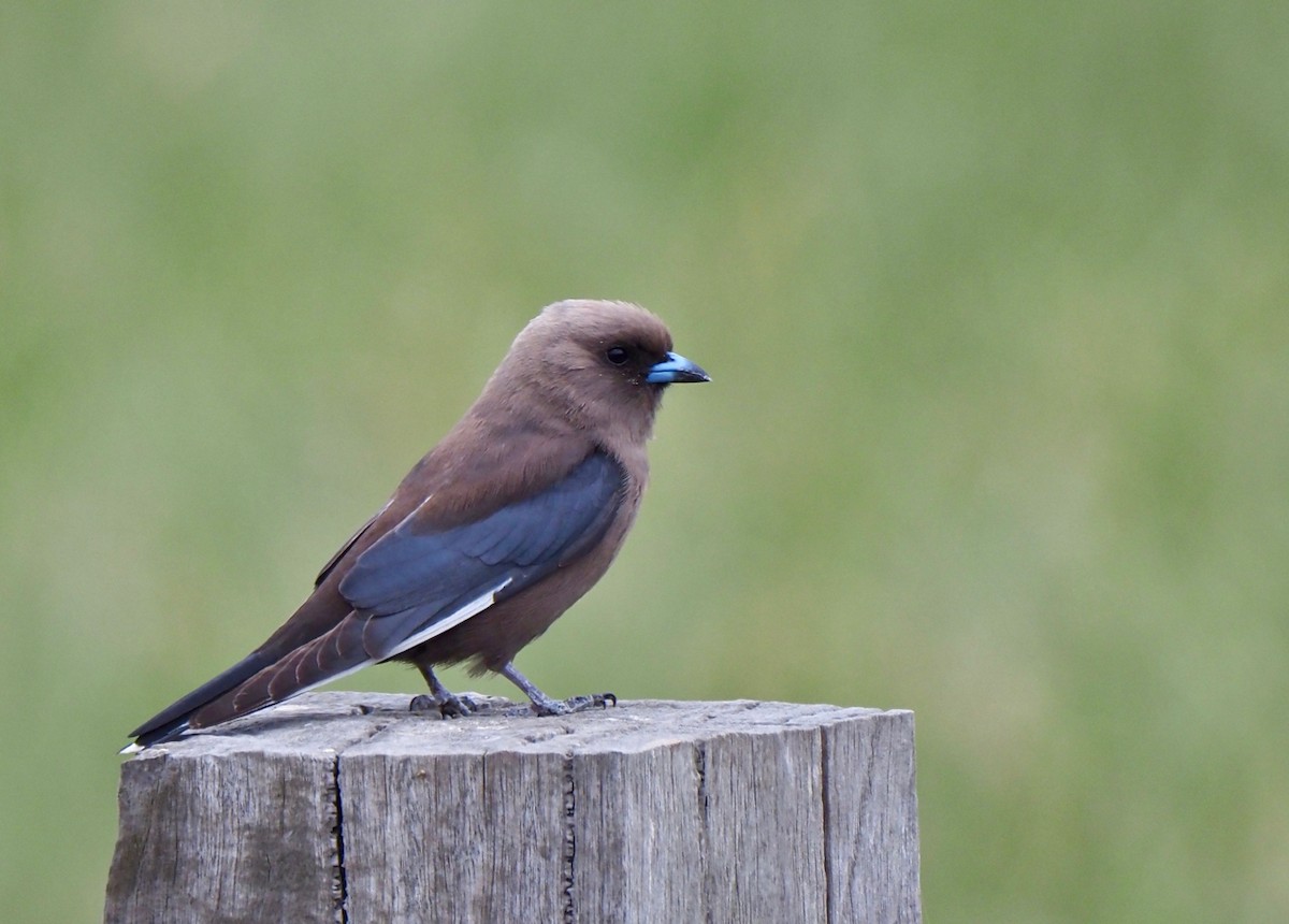 Dusky Woodswallow - ML189334511