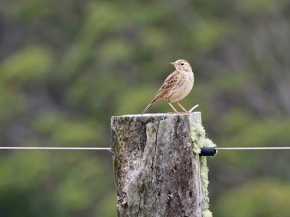 Australian Pipit - Ken Glasson