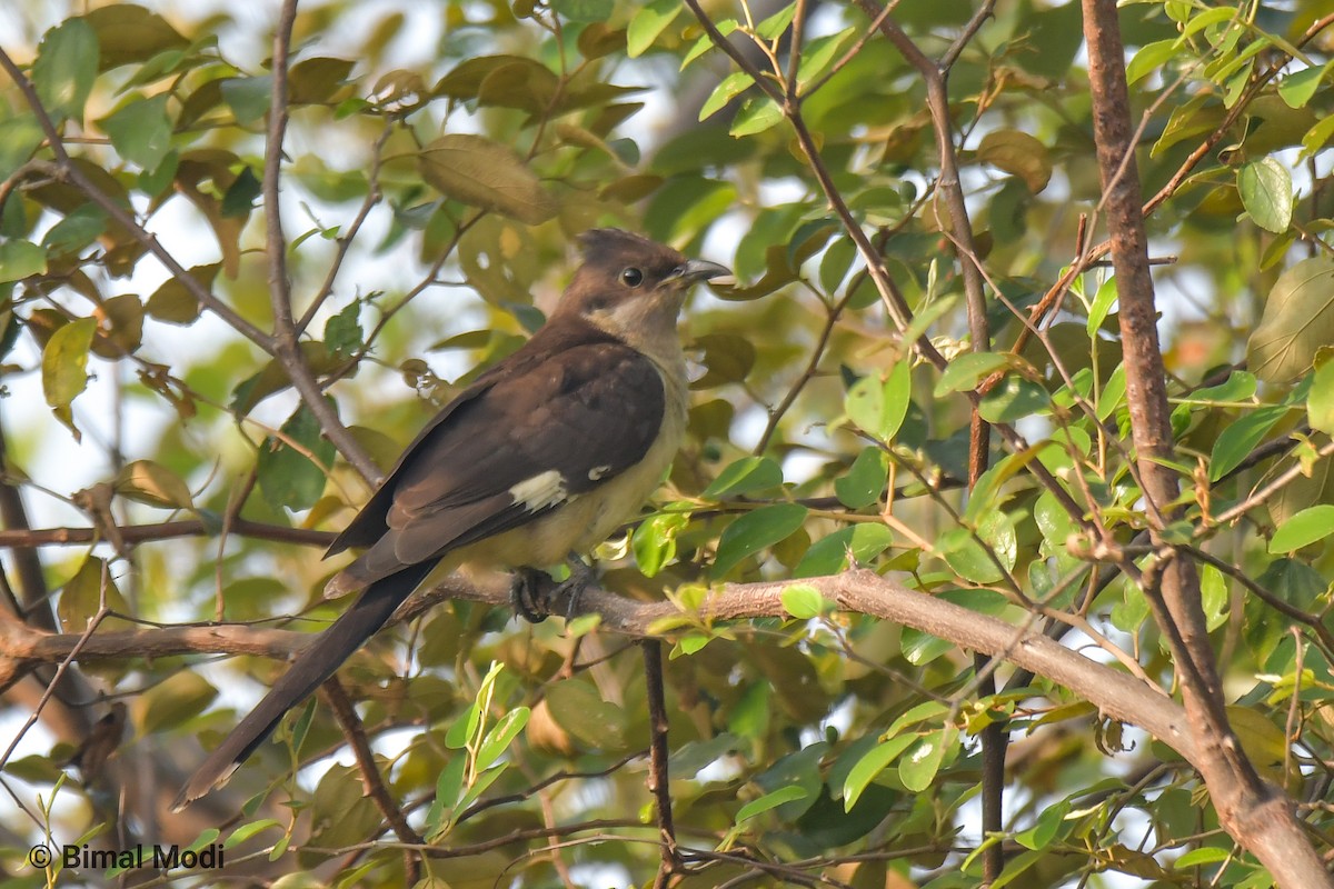 Pied Cuckoo - Bimal Modi