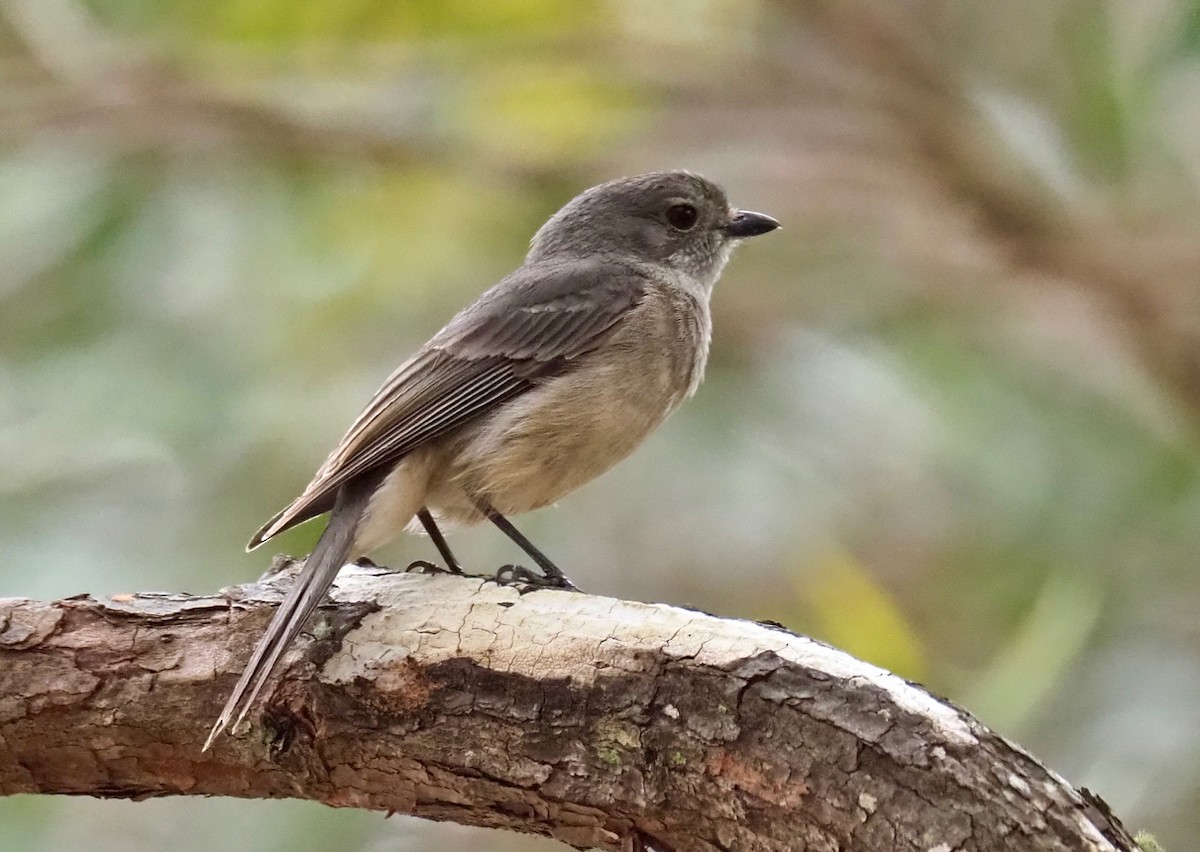 Western Whistler - ML189336191