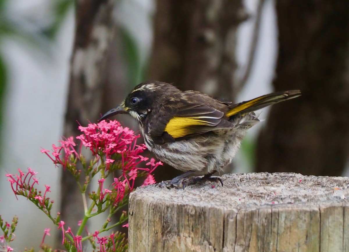 New Holland Honeyeater - ML189336561