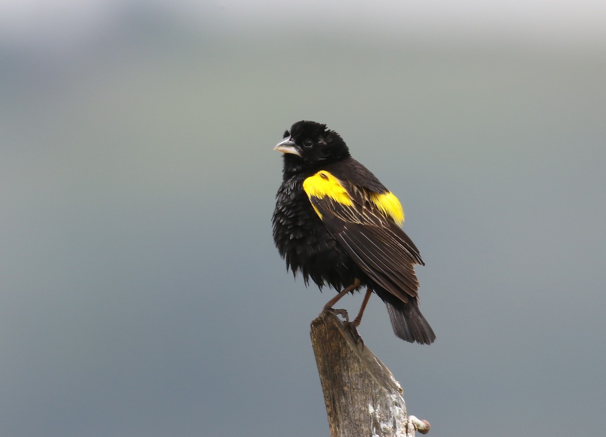 Yellow Bishop - Fikret Ataşalan