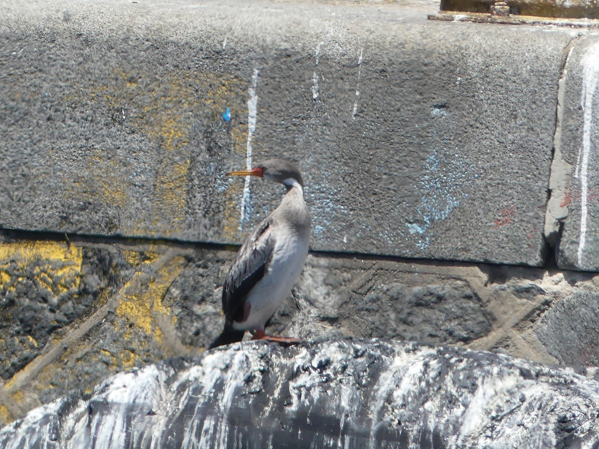 Red-legged Cormorant - ML189342621