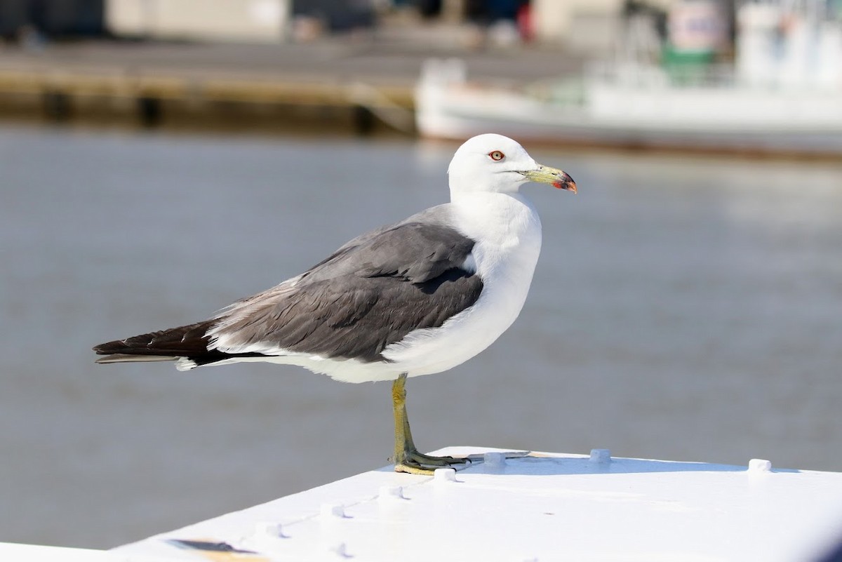 Black-tailed Gull - ML189347121