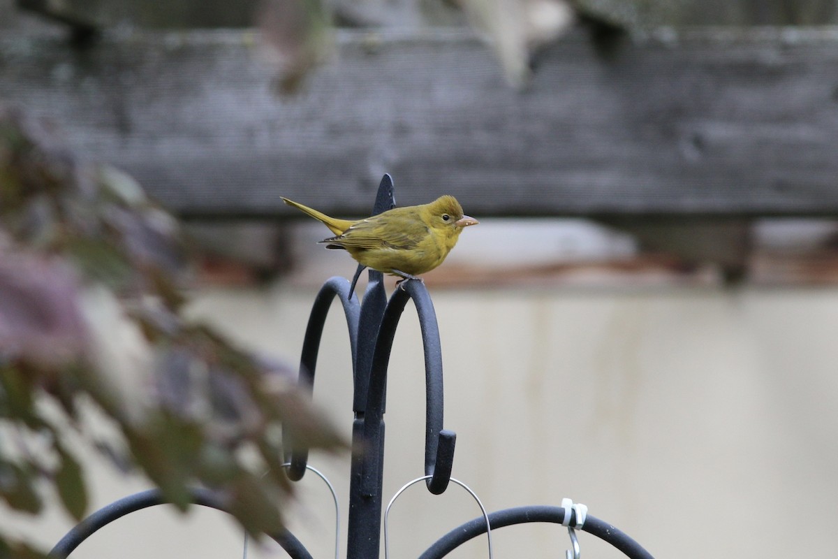 Summer Tanager - James Kroeker