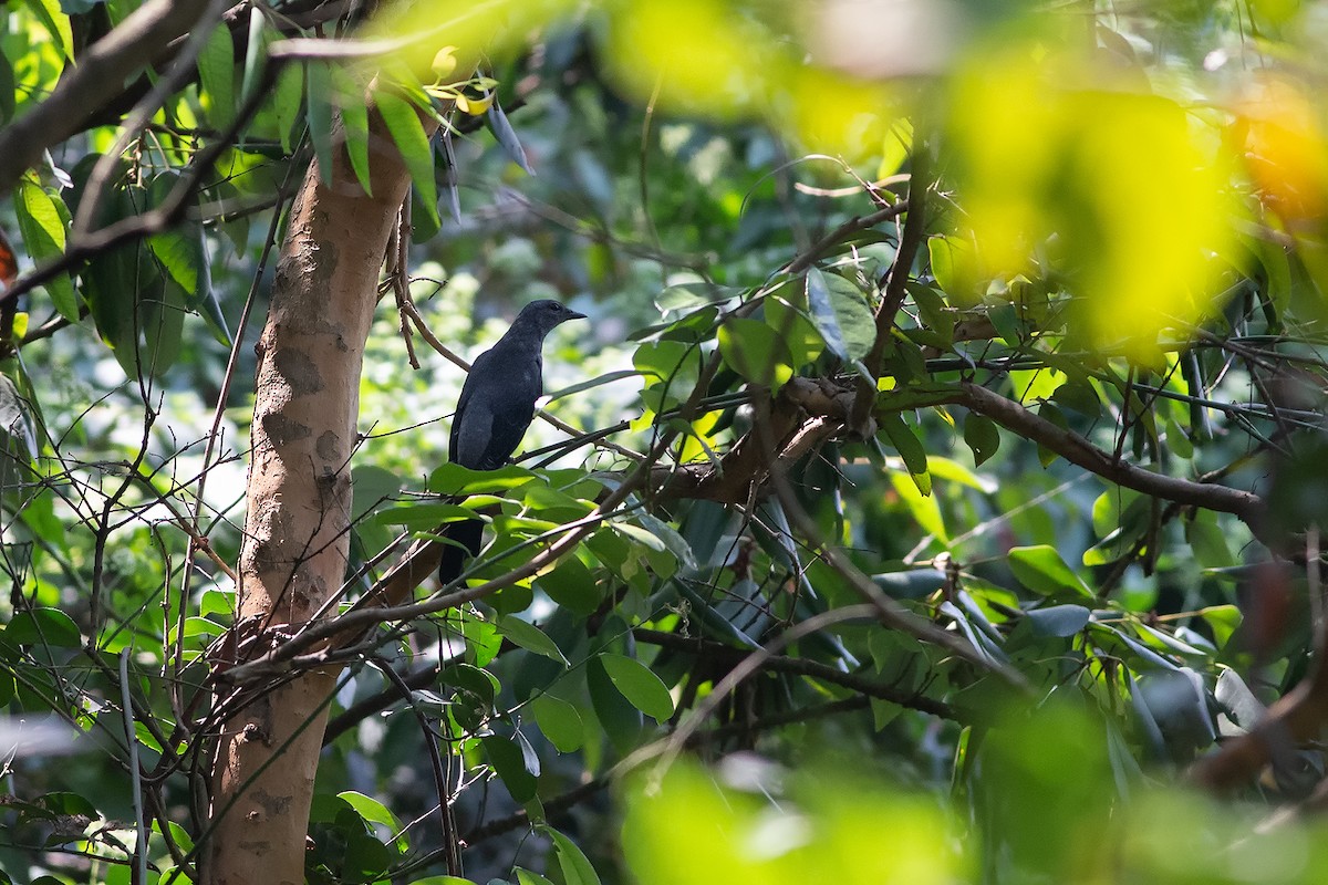 Шикачик чорнокрилий - ML189349891