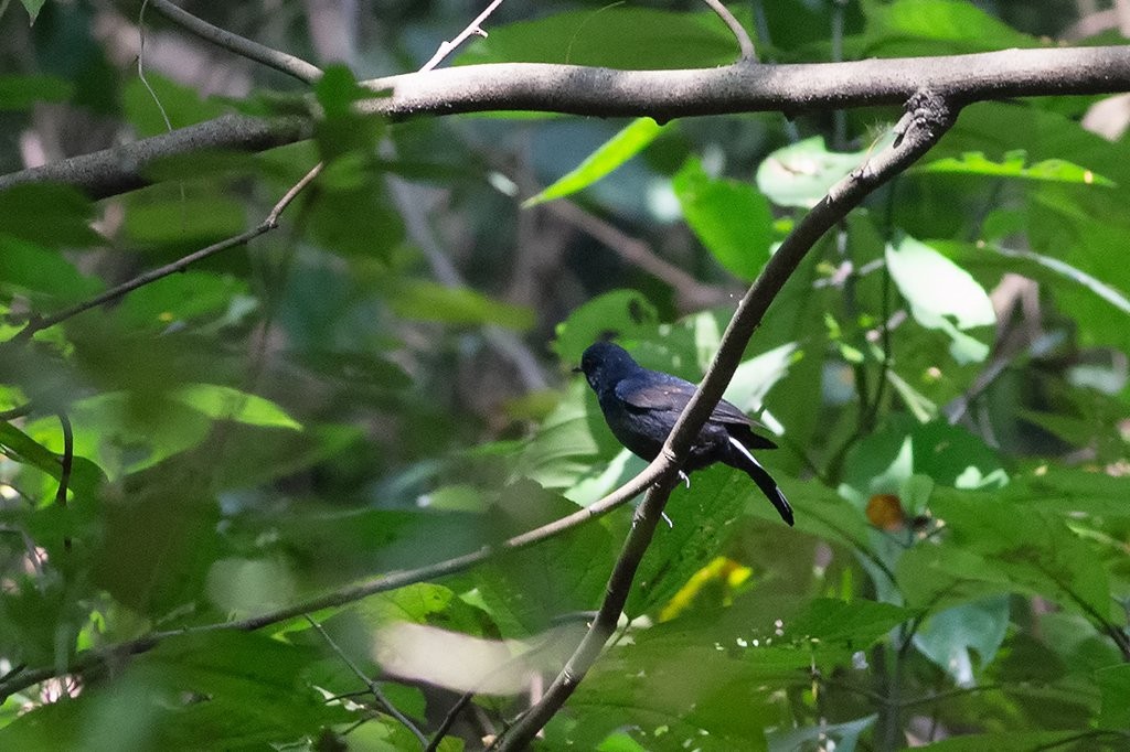 White-tailed Robin - ML189349981