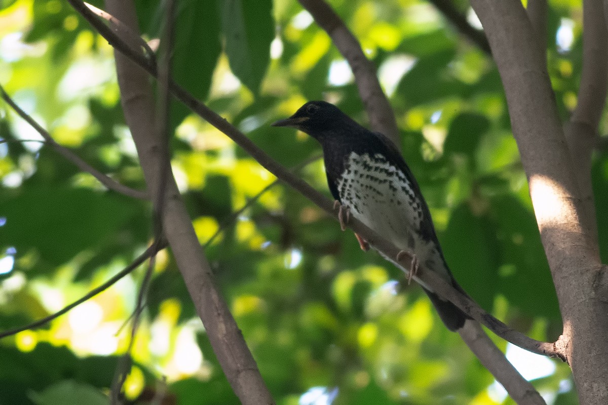 Japanese Thrush - ML189350021