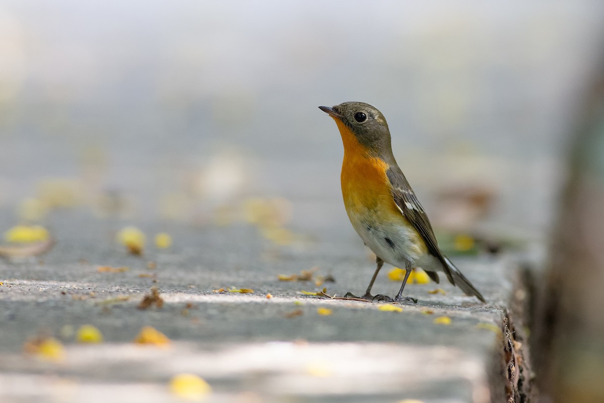 Mugimaki Flycatcher - ML189350211