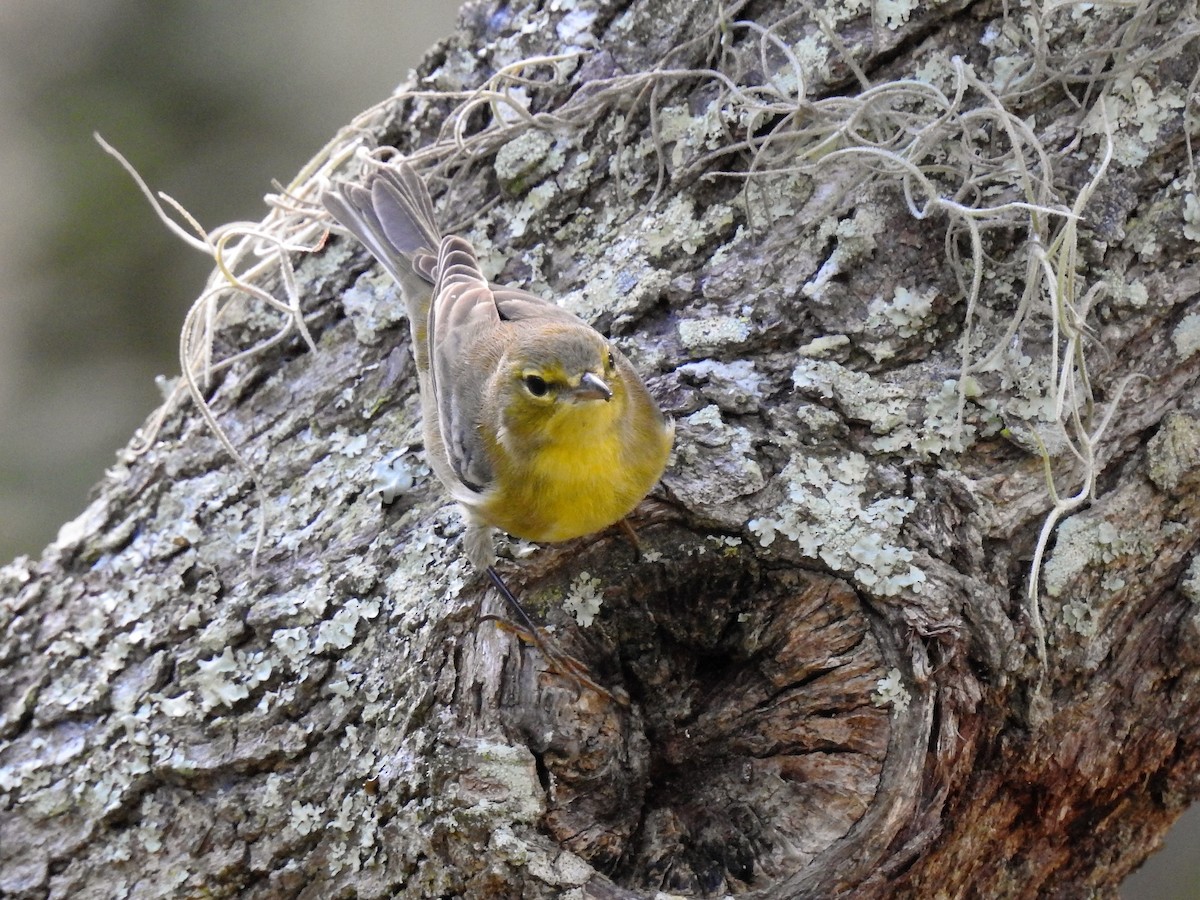 Pine Warbler - ML189350861