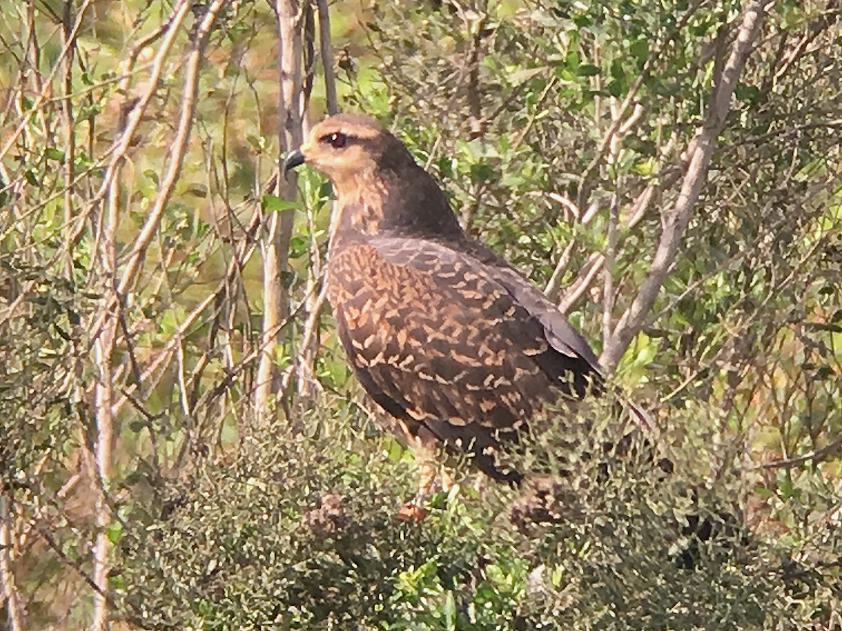 Snail Kite - ML189350881