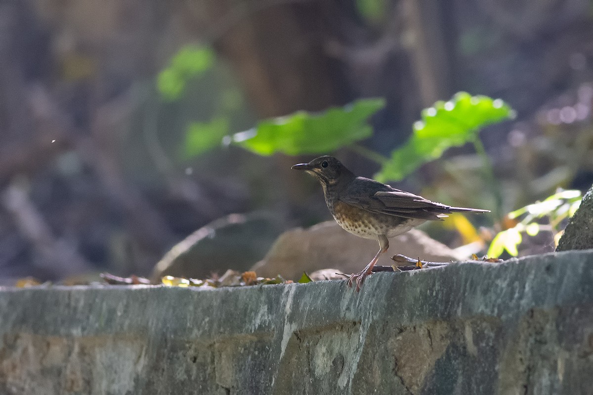 Japanese Thrush - ML189352651