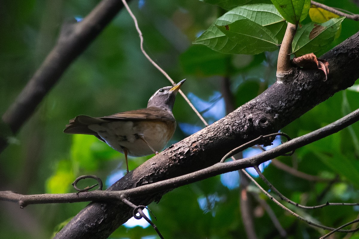 Дрізд вузькобровий - ML189352711