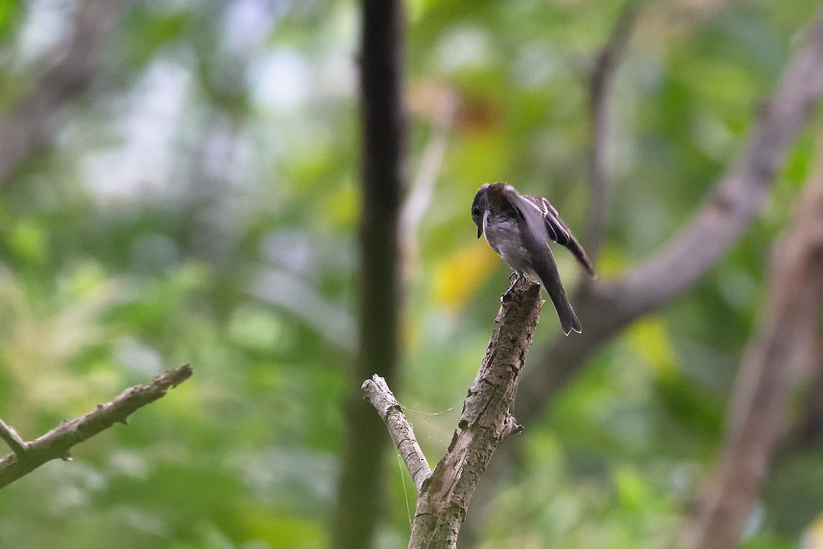 Asian Brown Flycatcher - ML189352841