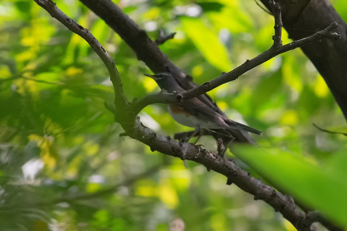 Дрізд вузькобровий - ML189352881