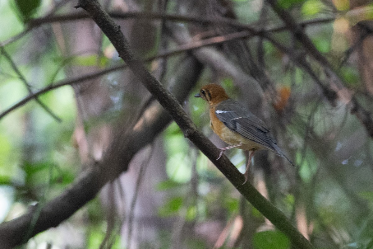 Orange-headed Thrush - ML189353101