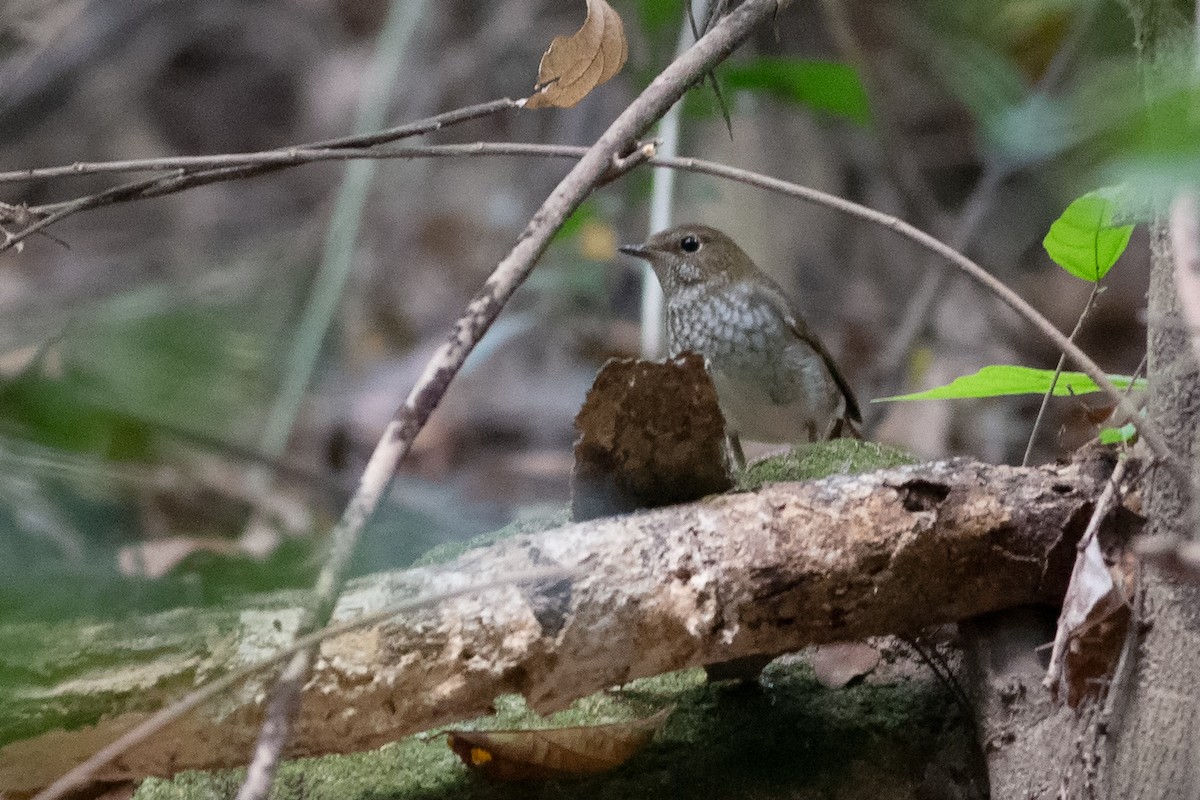 Rufous-tailed Robin - ML189353121