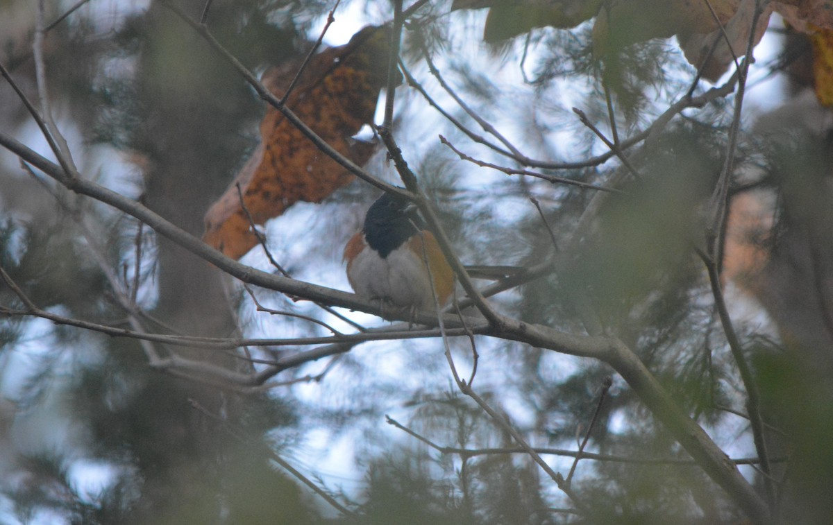 Eastern Towhee - ML189353151