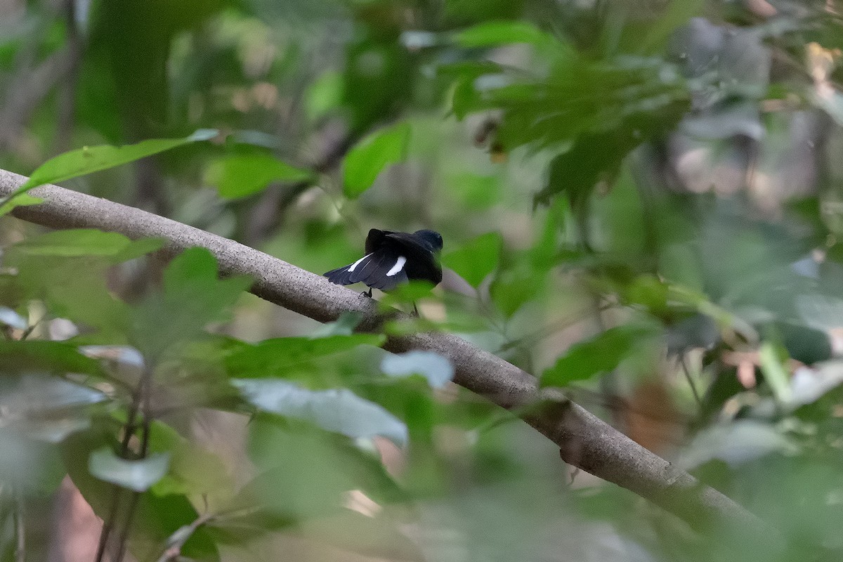 White-tailed Robin - ML189353171