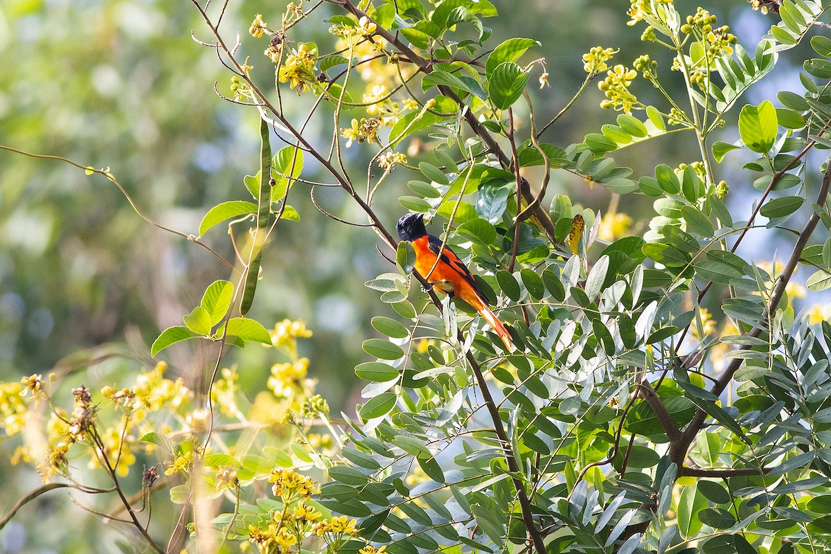 Личинкоїд пломенистий - ML189353401