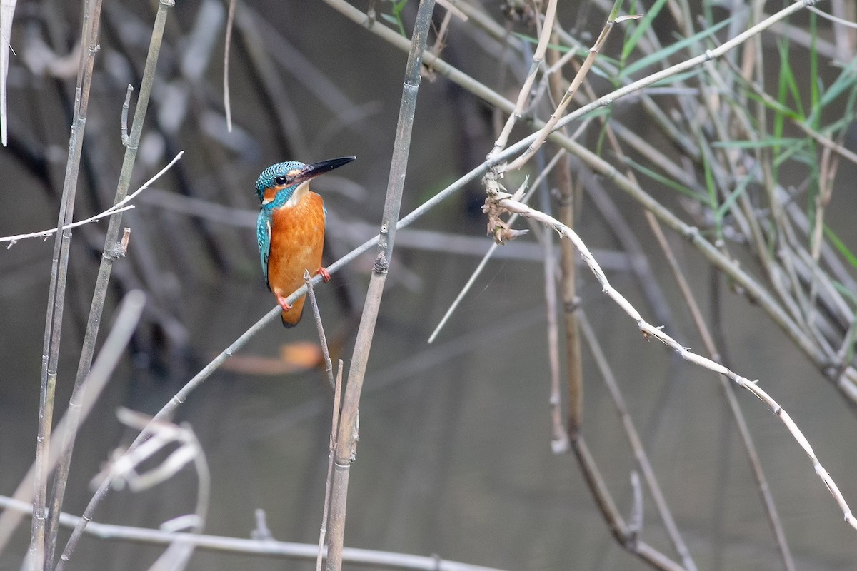 Common Kingfisher - ML189353461