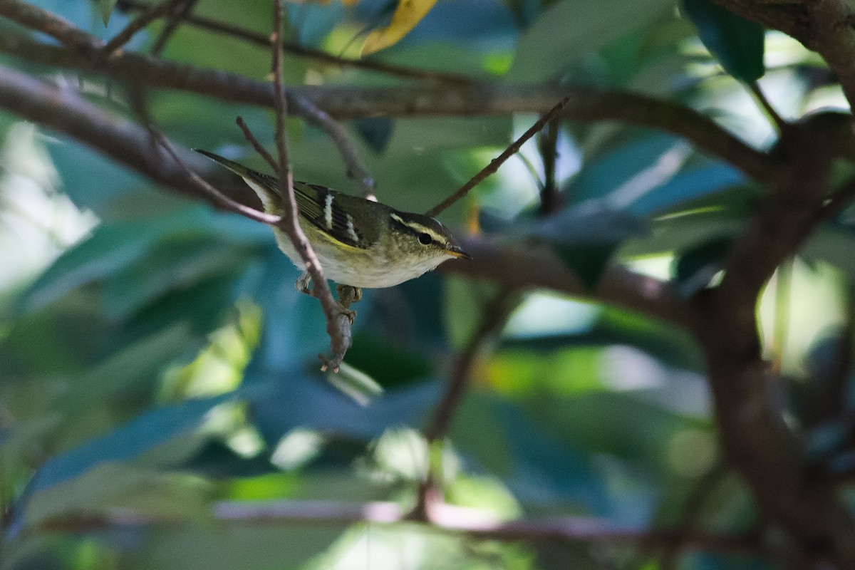 Pallas's Leaf Warbler - ML189353721