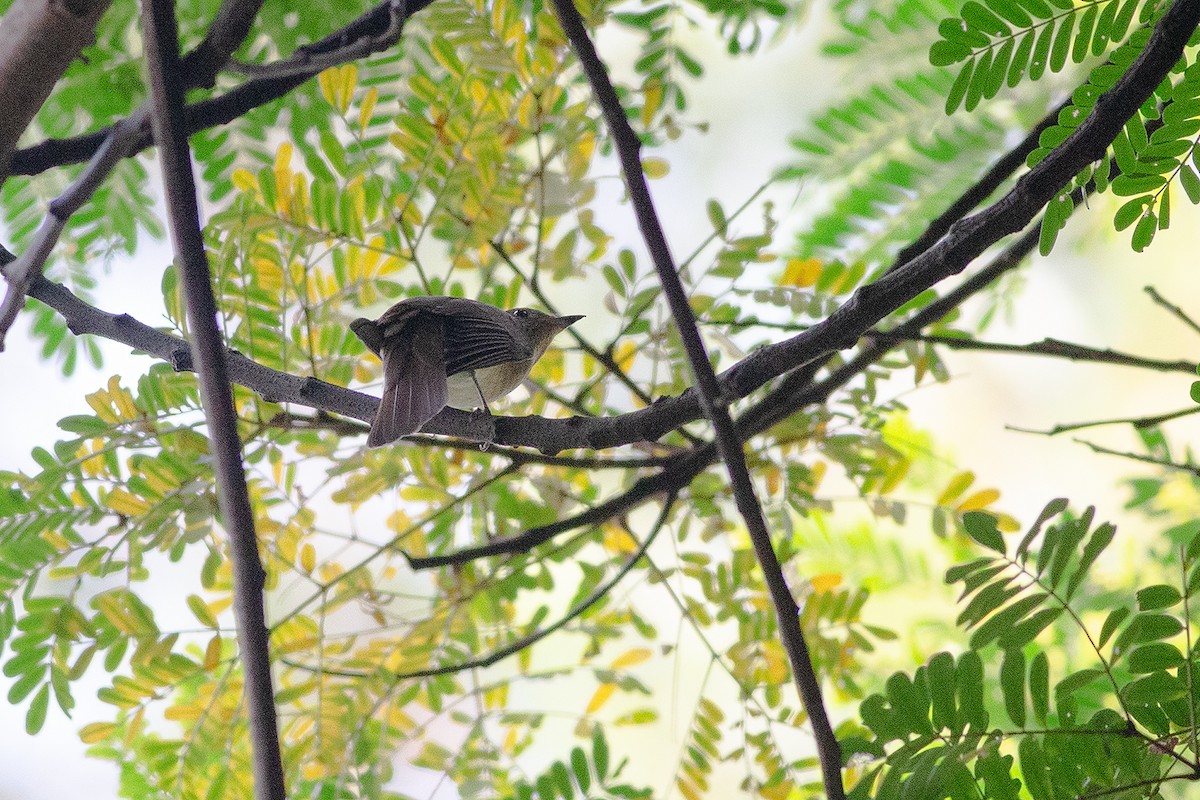 Мухоловка синя - ML189353851