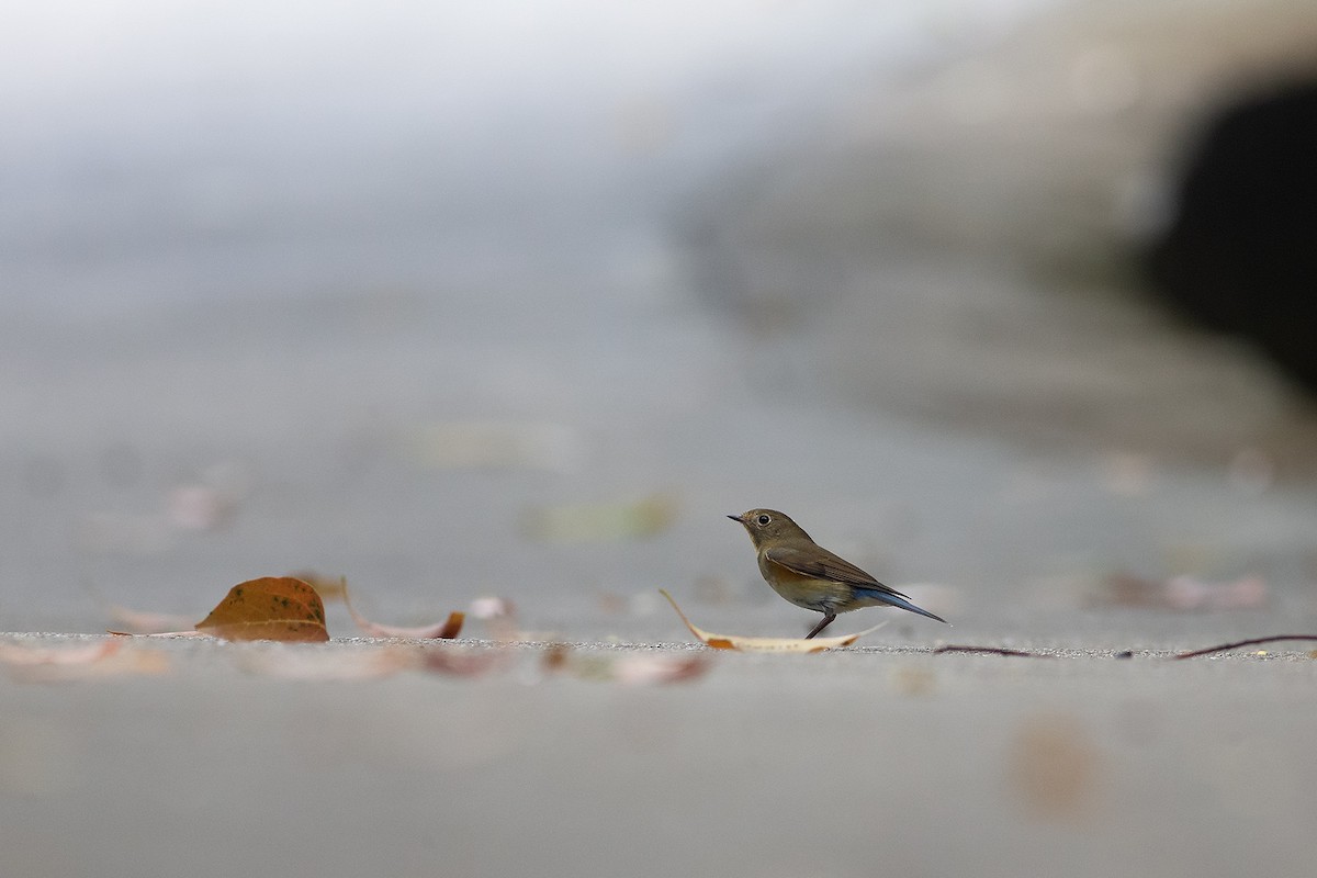 Red-flanked Bluetail - ML189353951