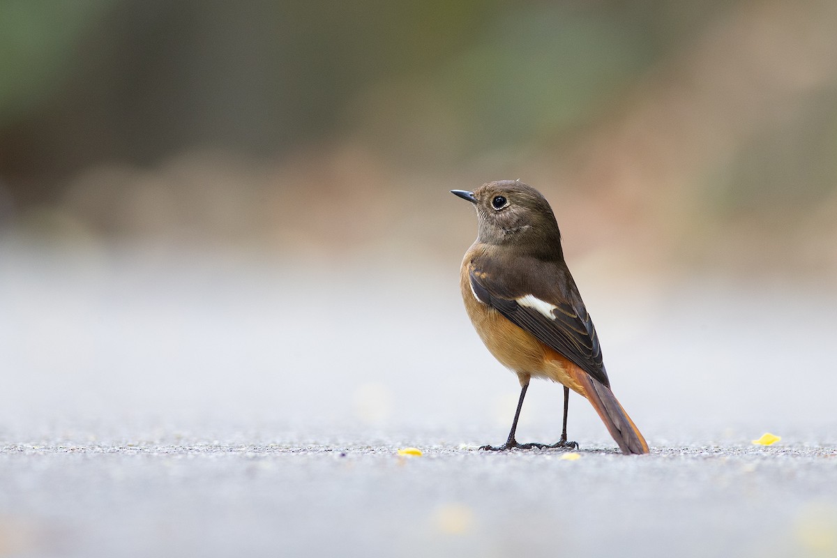 Daurian Redstart - ML189354061