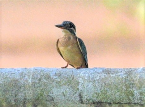 Common Kingfisher - ML189354681