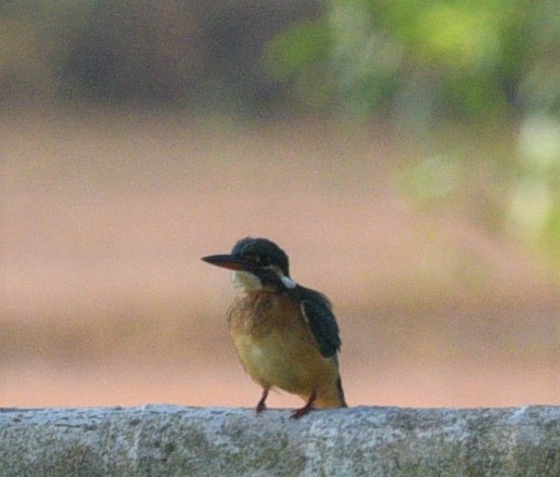 Common Kingfisher - ML189354691