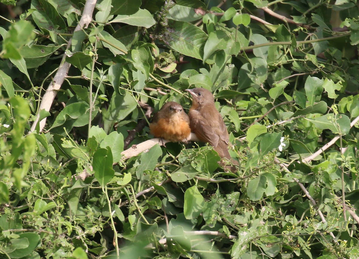 Cratérope rubigineux - ML189354951