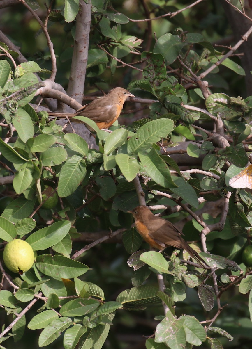 Rufous Chatterer - ML189354961