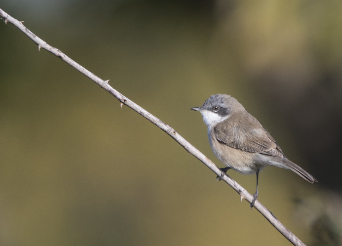 Тарчигнаа зэржгэнэ (curruca/blythi/halminodendri) - ML189357821