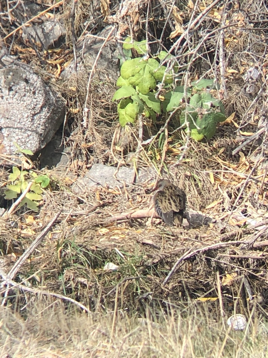 Water Rail - ML189358131