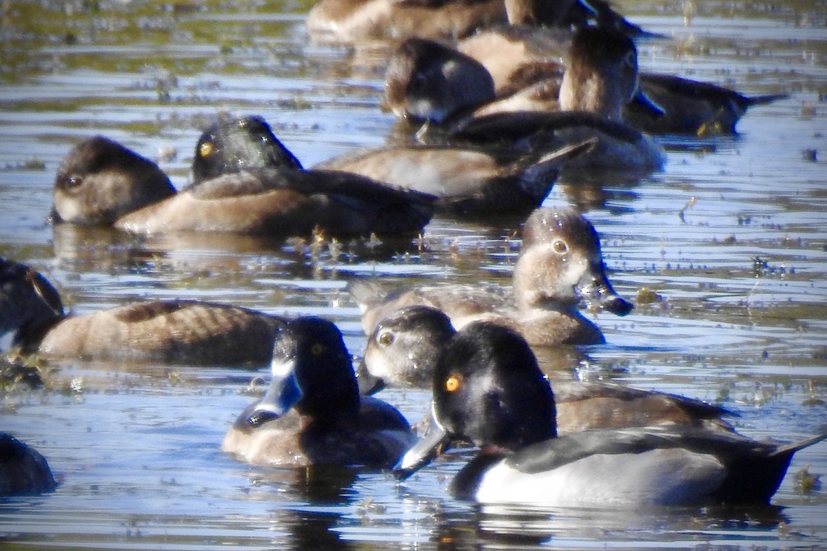 Ring-necked Duck - ML189360671