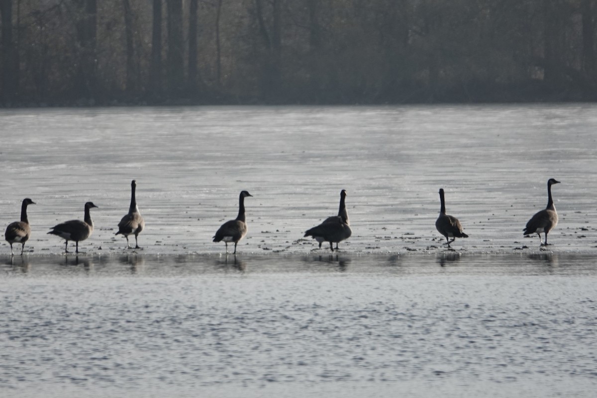 Canada Goose - ML189360691