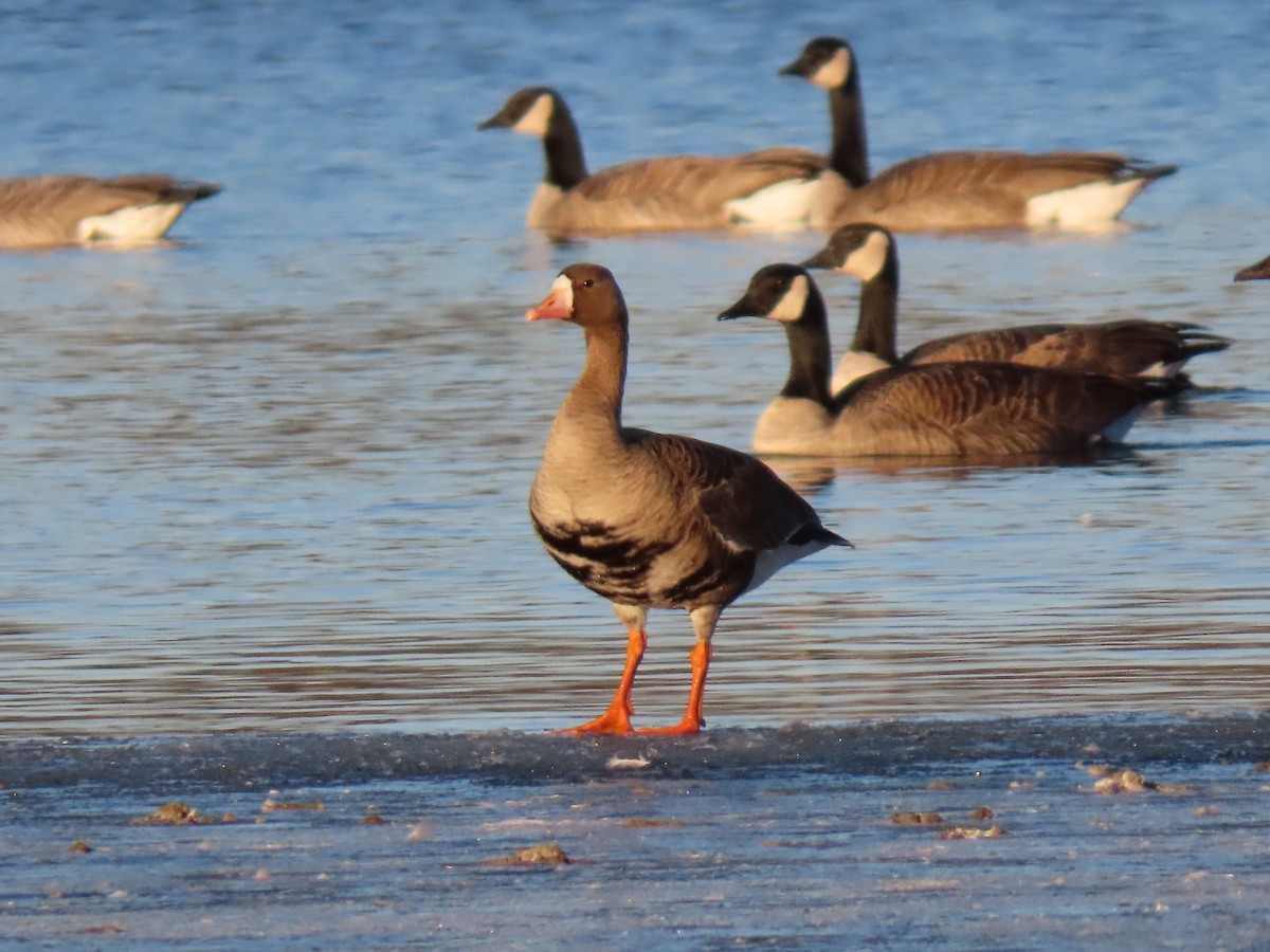 Greater White-fronted Goose - ML189360781