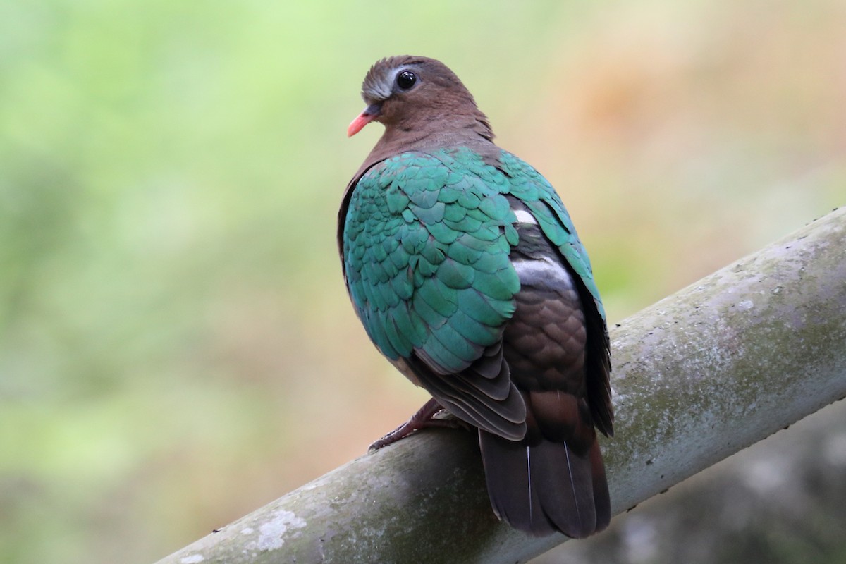 Palomita Esmeralda Cabecigrís - ML189360831