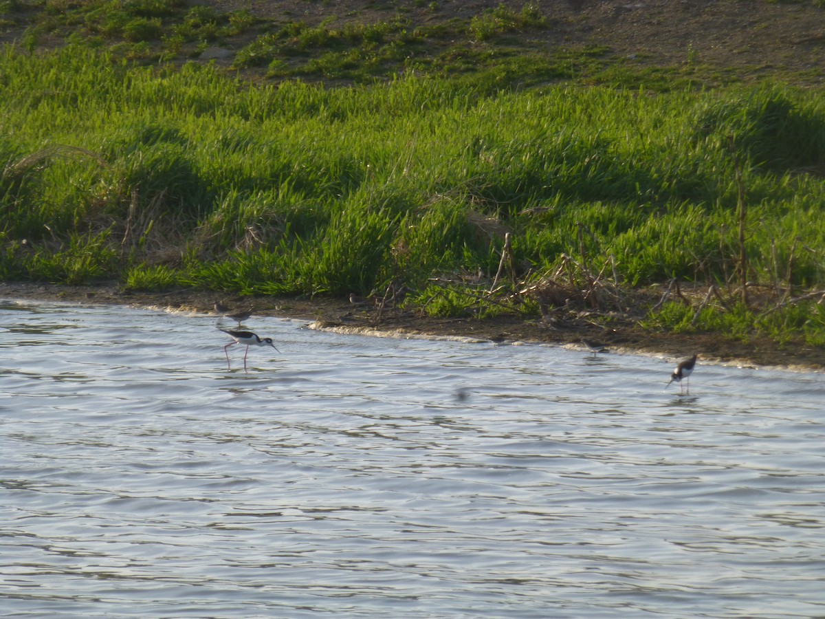 Black-necked Stilt - Nicholas Sly