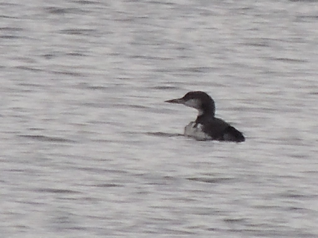 Common Loon - ML189361011