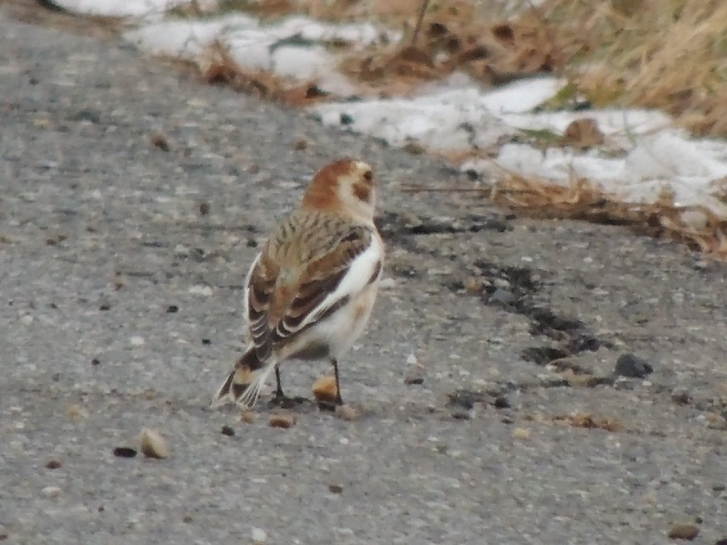 Snow Bunting - ML189361371