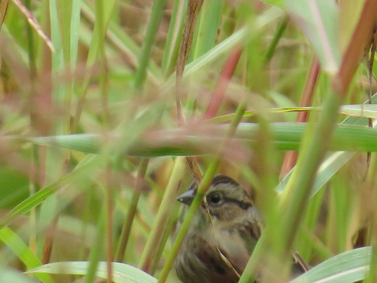 Swamp Sparrow - ML189366041