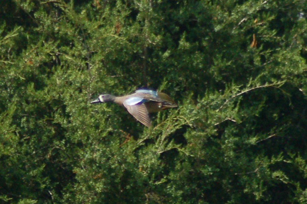 Blue-winged Teal - ML189366951