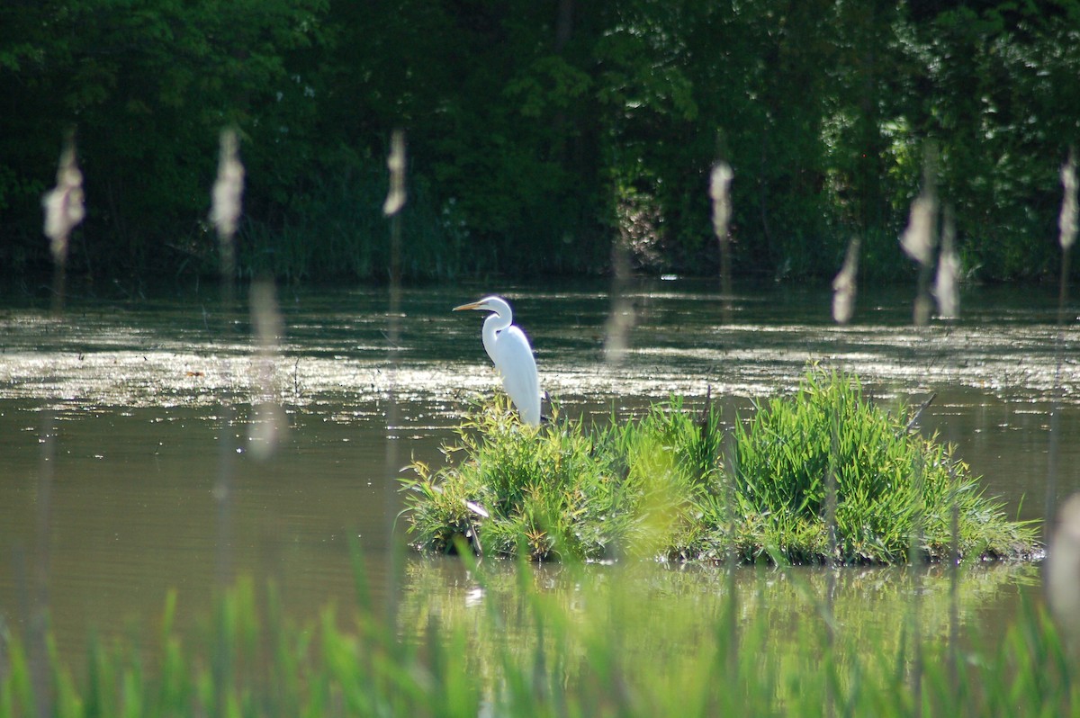 Great Egret - ML189367071