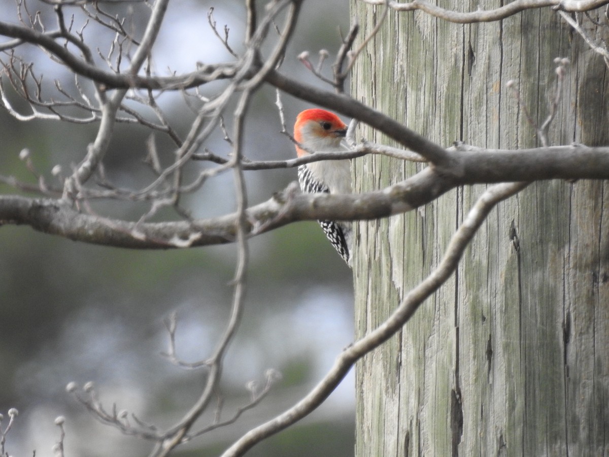 Red-bellied Woodpecker - ML189368251