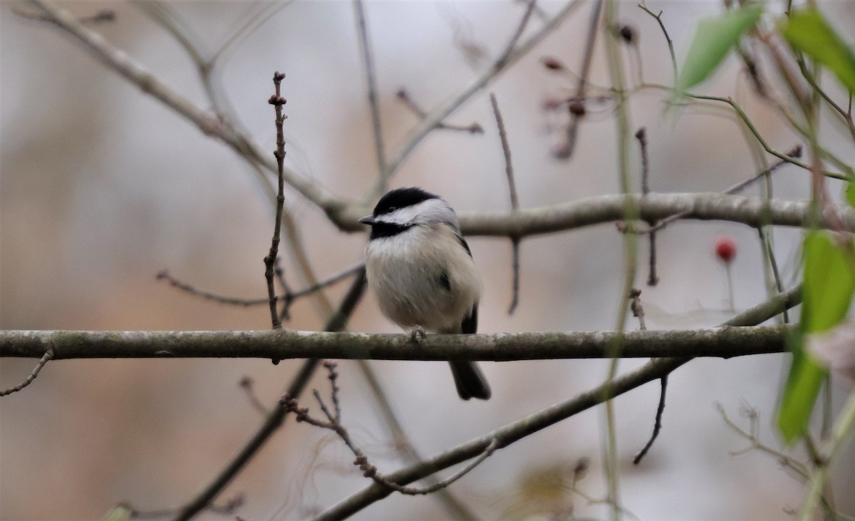 Carolina Chickadee - ML189368371