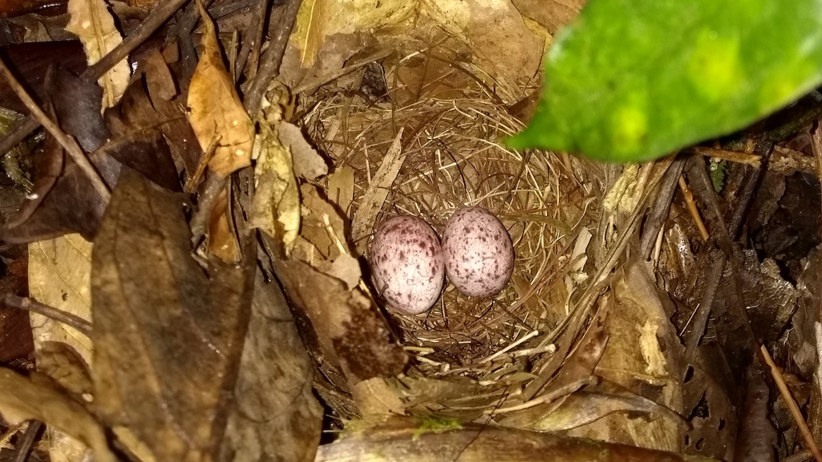 Scalloped Antbird - ML189368551